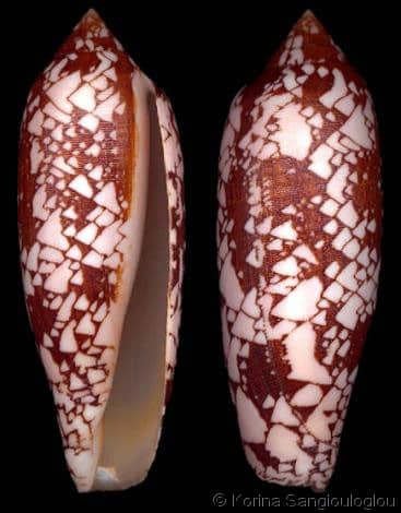Conus (Darioconus) aulicus - Gastropods by Eddie Hardy