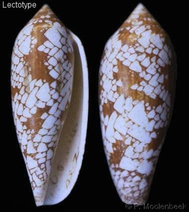 Conus (Darioconus) aulicus - Gastropods by Eddie Hardy