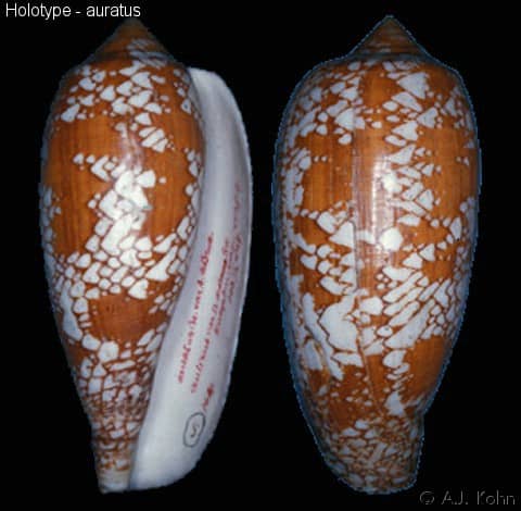 Conus (Darioconus) aulicus - Gastropods by Eddie Hardy