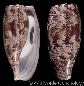 Conus (Gastridium) geographus