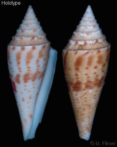 Conasprella ichinoseana - Gastropods by Eddie Hardy
