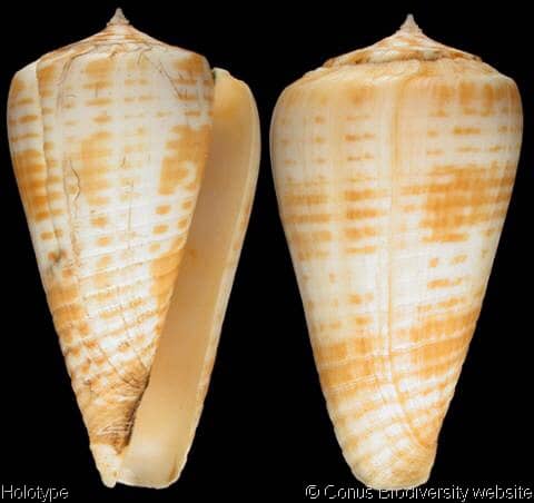 CONIDAE CONINAE - Gastropods by Eddie Hardy