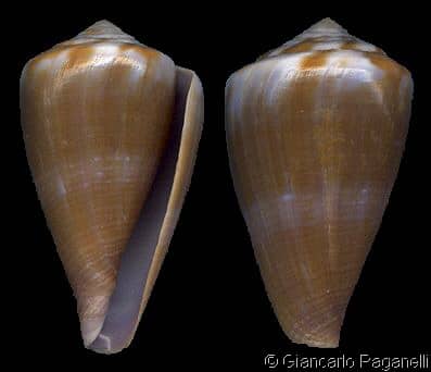 Conus (Rhizoconus) rattus - Gastropods by Eddie Hardy