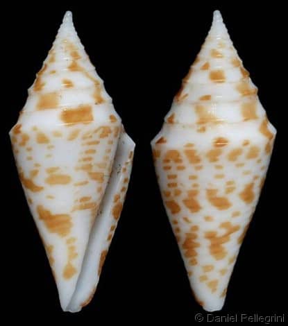 Conus (Turriconus) rizali - Gastropods by Eddie Hardy