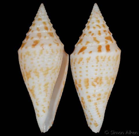 Conus (Turriconus) rizali - Gastropods by Eddie Hardy