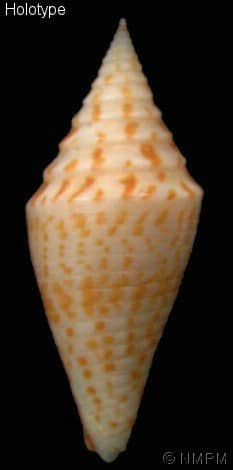 Conus (Turriconus) rizali - Gastropods by Eddie Hardy