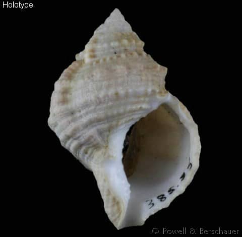 BURSIDAE - Gastropods by Eddie Hardy