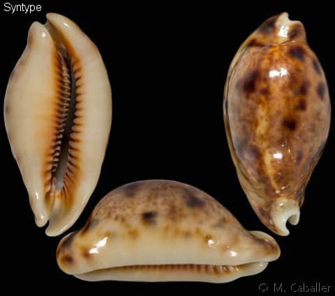 Lyncina lynx - Gastropods by Eddie Hardy