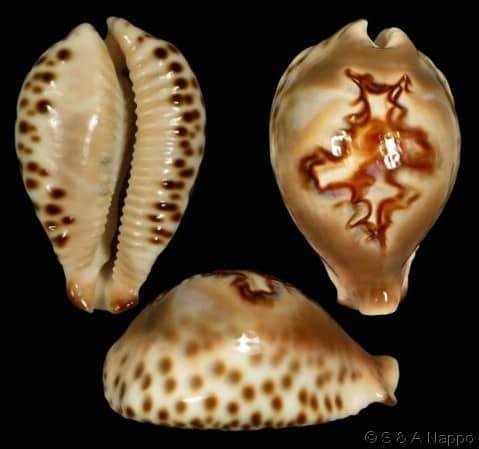 Barycypraea fultoni amorimi - Gastropods by Eddie Hardy