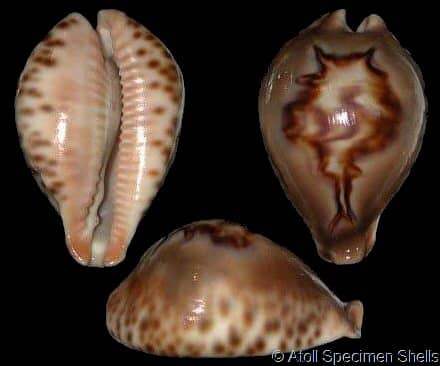 fultoni amorimi massieri (var.) - Gastropods by Eddie Hardy