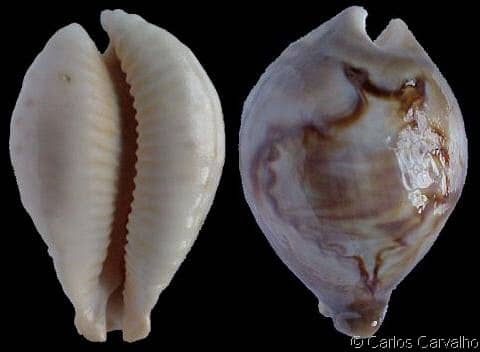 fultoni amorimi massieri (var.) - Gastropods by Eddie Hardy