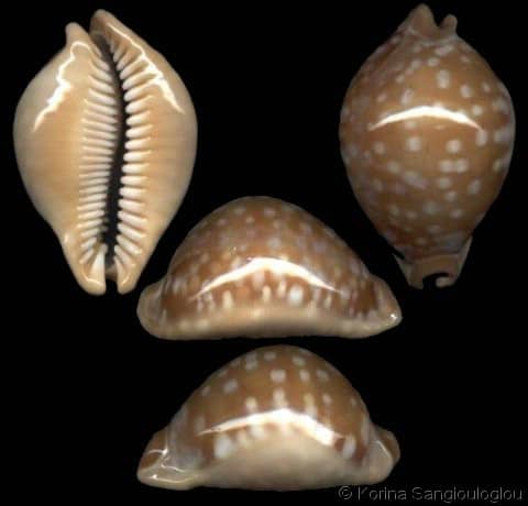 Callistocypraea leucodon leucodon - Gastropods by Eddie Hardy