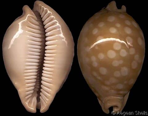 Callistocypraea leucodon leucodon - Gastropods by Eddie Hardy