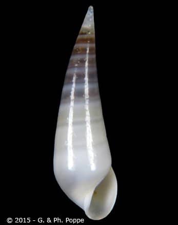 EULIMIDAE - Gastropods by Eddie Hardy