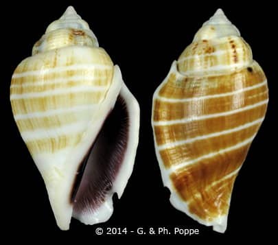 Gibberulus gibbosus - Gastropods by Eddie Hardy