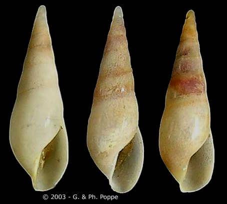EULIMIDAE - Gastropods by Eddie Hardy