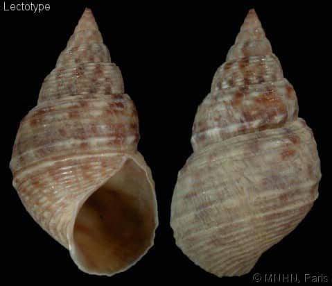 Littorinia LITTORINIDAE LITTORININAE - Gastropods by Eddie Hardy