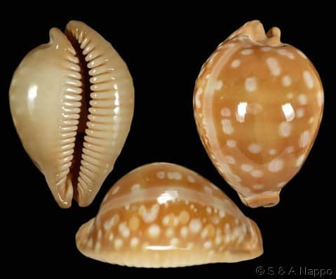 Callistocypraea leucodon leucodon - Gastropods by Eddie Hardy