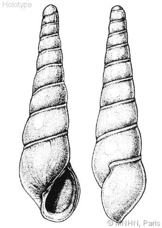 EULIMIDAE - Gastropods by Eddie Hardy