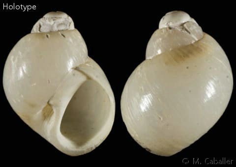 Nannotinea Simplex NATICIDAE - UNASSIGNED - Gastropods by Eddie Hardy
