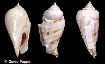Gibberulus gibbosus - Gastropods by Eddie Hardy