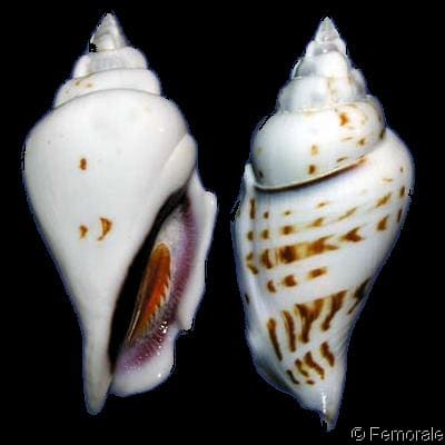 Gibberulus gibbosus - Gastropods by Eddie Hardy