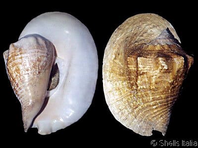 Titanostrombus goliath - Gastropods by Eddie Hardy