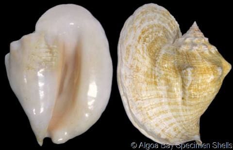 Titanostrombus goliath - Gastropods by Eddie Hardy