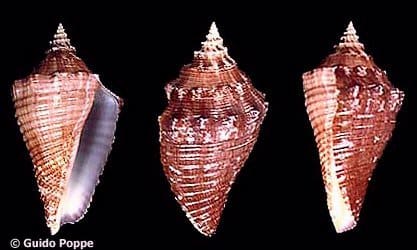 Titanostrombus goliath - Gastropods by Eddie Hardy
