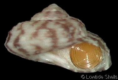 TEGULIDAE - Gastropods by Eddie Hardy