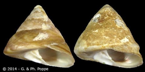 TEGULIDAE - Gastropods by Eddie Hardy