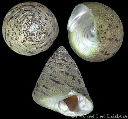 TEGULIDAE - Gastropods by Eddie Hardy