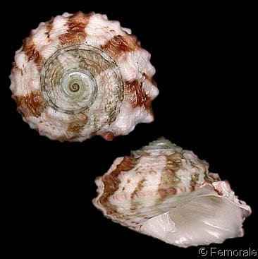 TEGULIDAE - Gastropods by Eddie Hardy