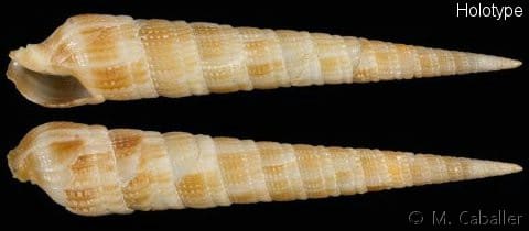 Terbernite Insect terebridae - Gastropods by Eddie Hardy