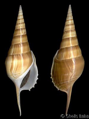 Tibia (Tibia) insulaechorab curta - Gastropods by Eddie Hardy