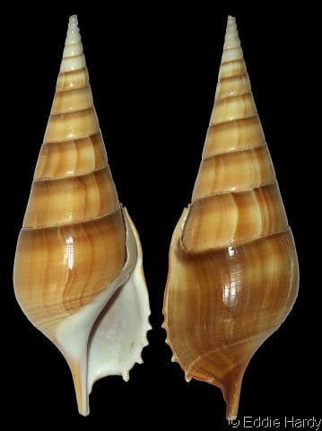 Tibia (Tibia) insulaechorab curta - Gastropods by Eddie Hardy