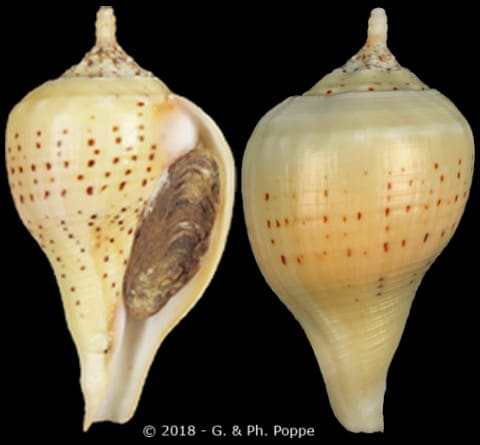 Turbinella pyrum pyrum - Gastropods by Eddie Hardy