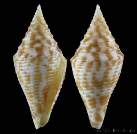 Conus (Turriconus) rizali - Gastropods by Eddie Hardy