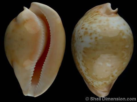 Umbilia armeniaca armeniaca westralica (var.) - Gastropods by