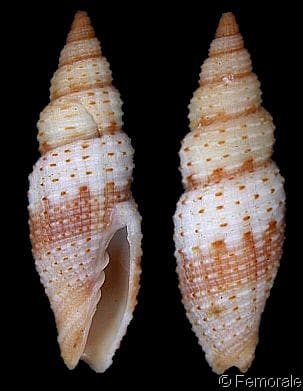 Imbricaria pretiosa - Gastropods by Eddie Hardy